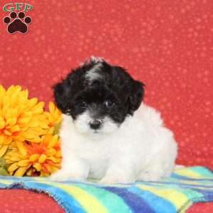 Rodger, Maltipoo Puppy